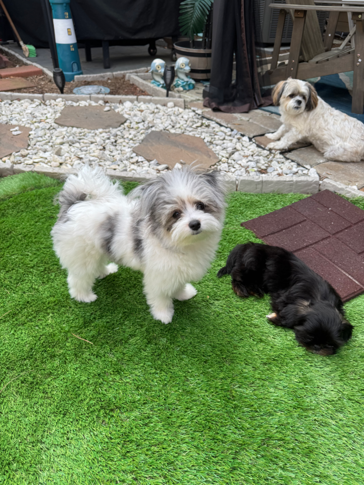 Fluffy Pomachon Designer Pup