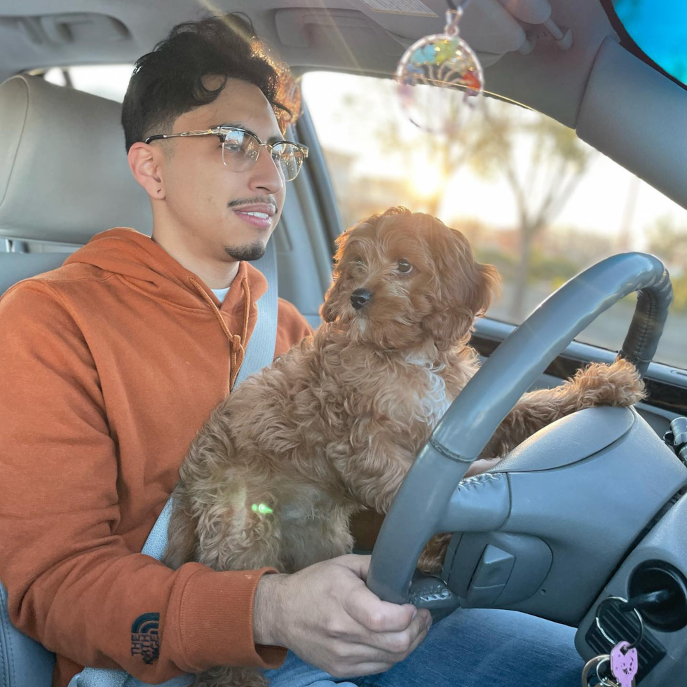 Happy Cavapoo Pup in Sacramento CA