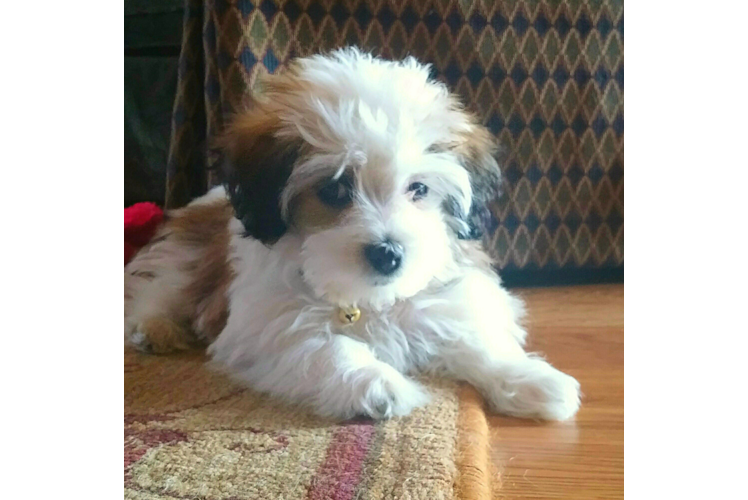 Sweet Havanese Purebred Puppy