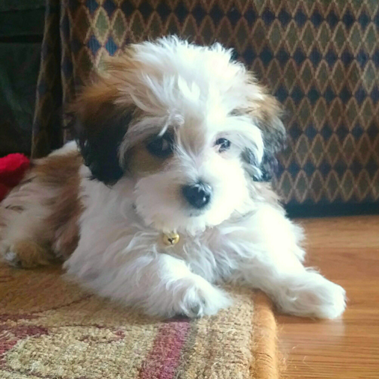 Bellevue Havanese Pup