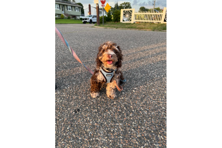 Cute Cockapoo Baby