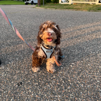 Small Cockapoo Pup