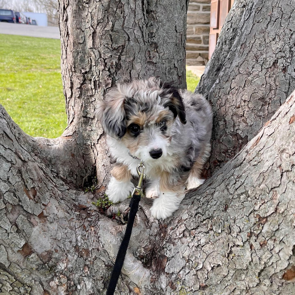 Petite Aussiechon Designer Pup