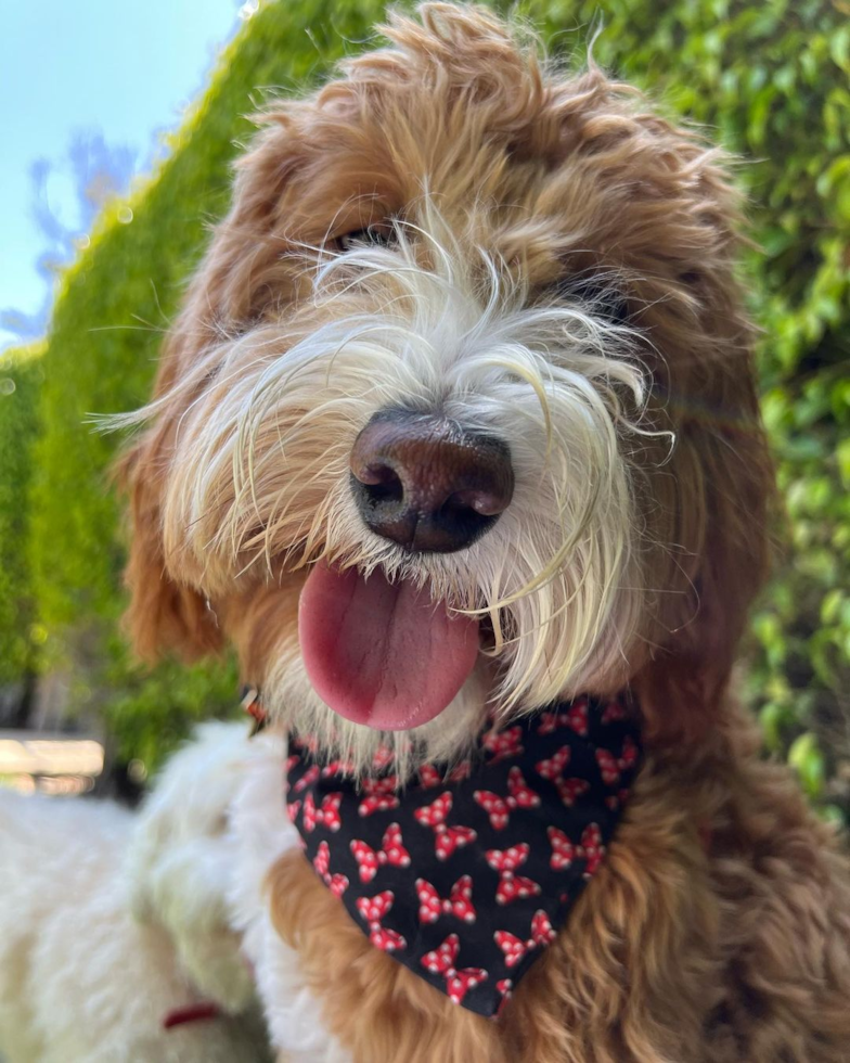 Smart Mini Goldendoodle Poodle Mix Pup