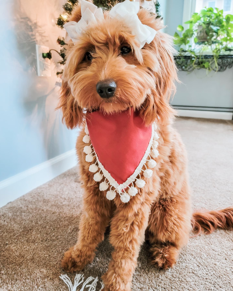 Hopatcong Mini Goldendoodle Pup