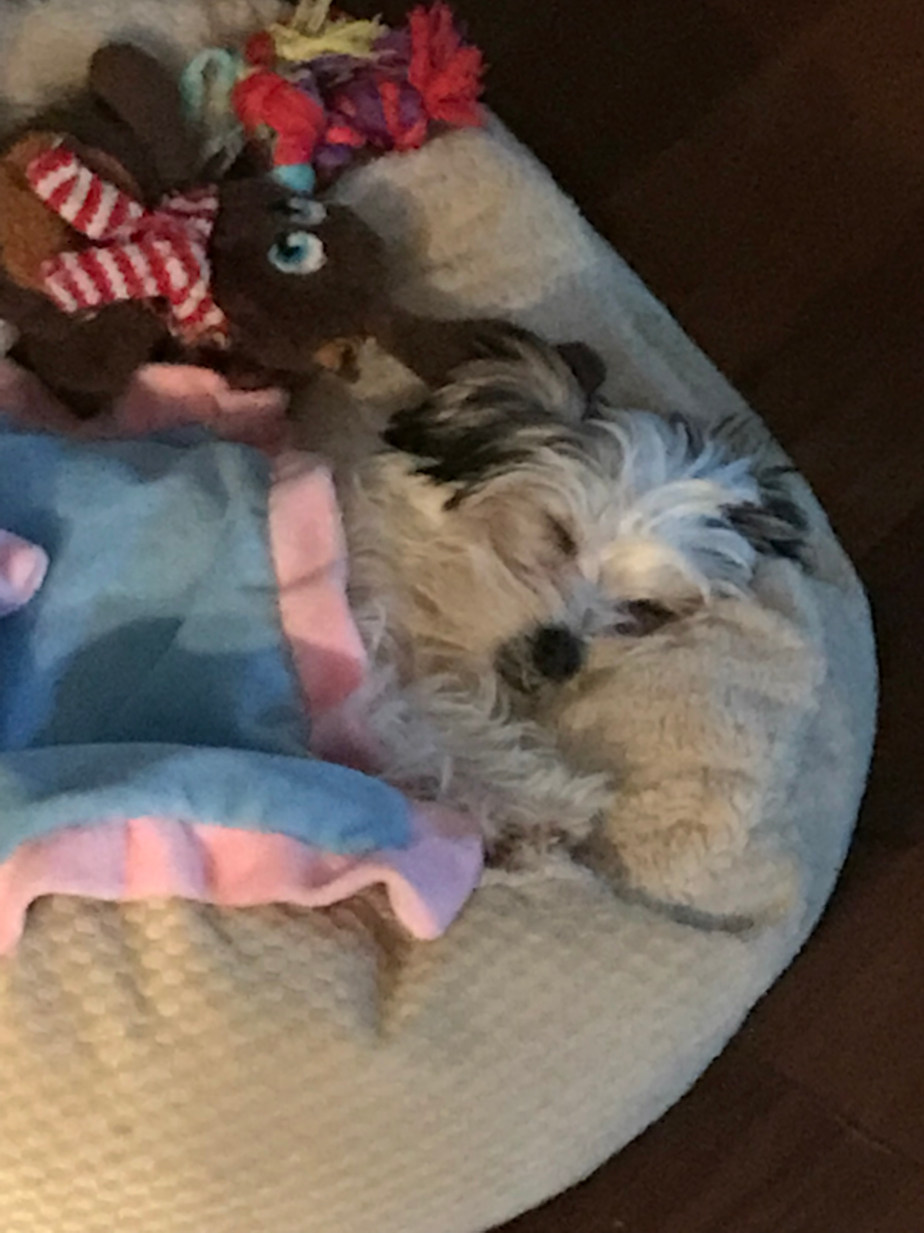 Best Morkie Baby