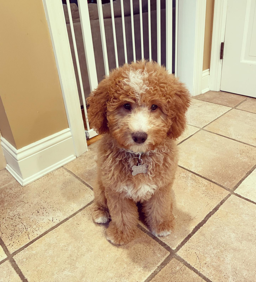 Adorable Golden Retriever Poodle Mix Pup