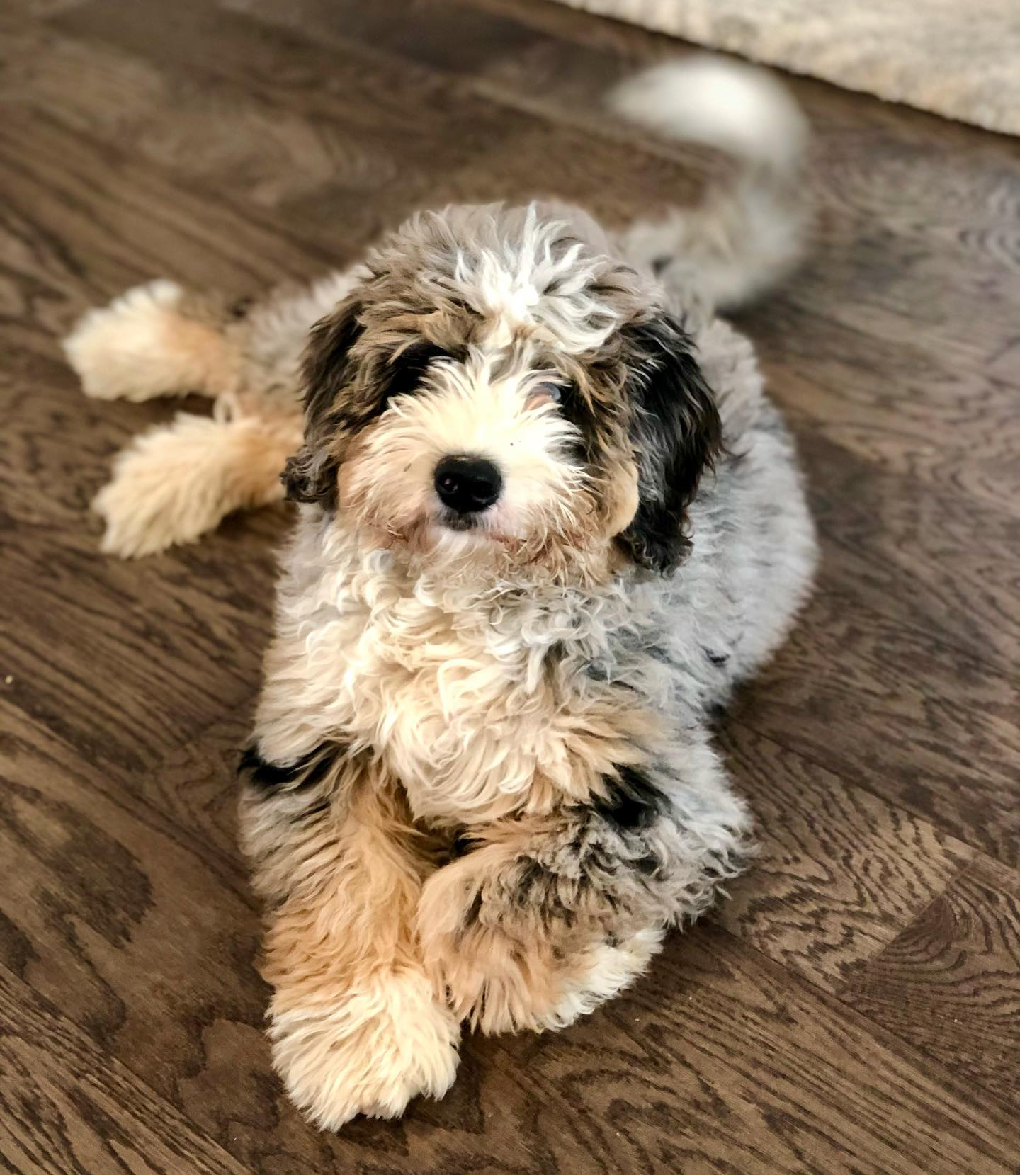 Adorable Bernadoodle Poodle Mix Puppy