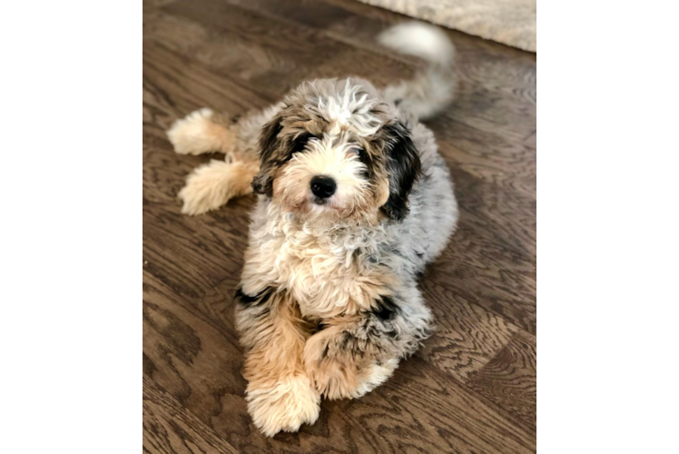 Adorable Bernadoodle Poodle Mix Puppy