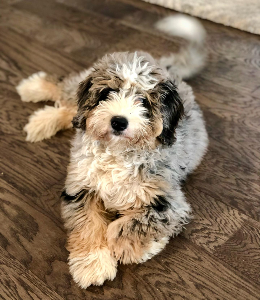 Cute Mini Bernedoodle Pup