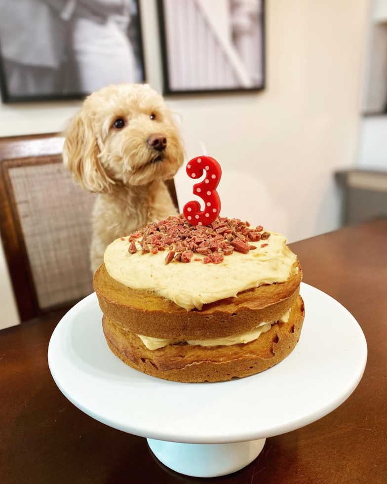 Mini Goldendoodle Being Cute