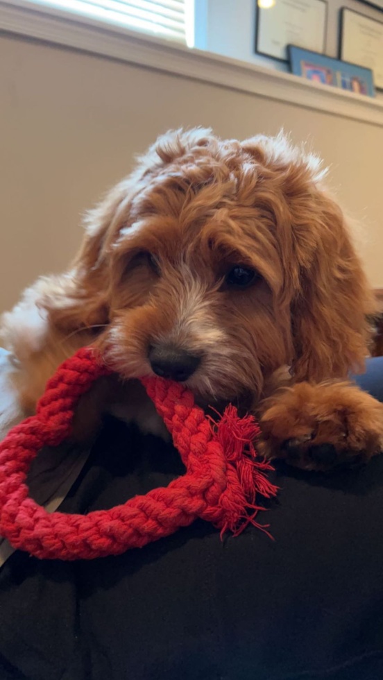 Marlboro Cavapoo Pup