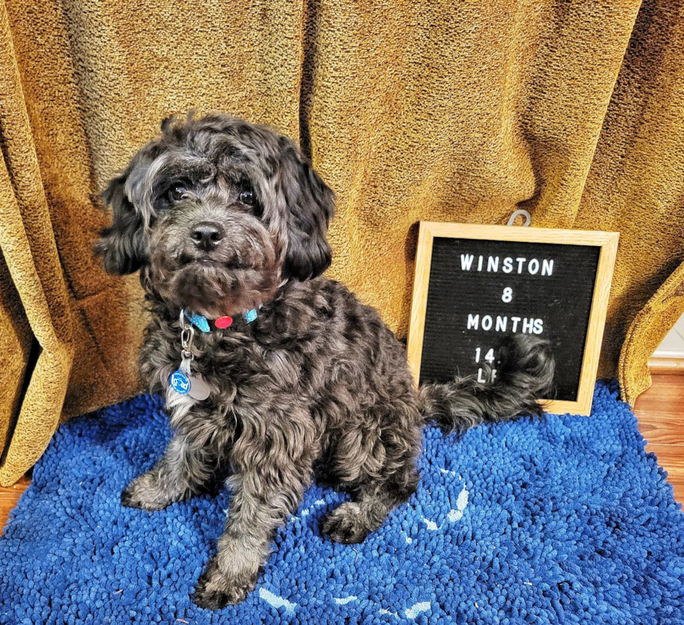 Happy Cavapoo Pup in Milwaukie OR