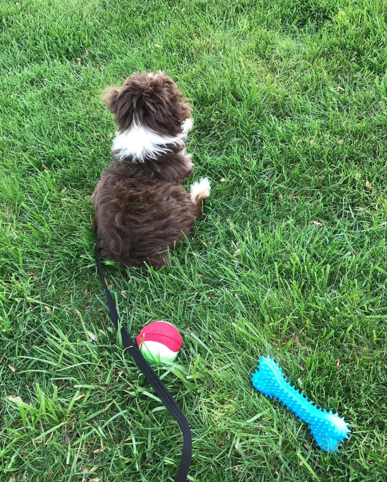 Mini Aussiedoodle Being Cute