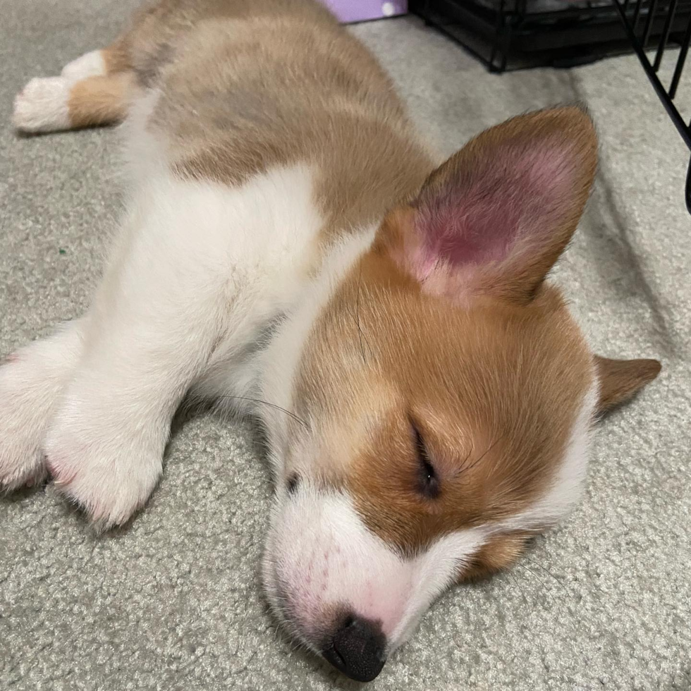 Smart Corgi Purebred Pup