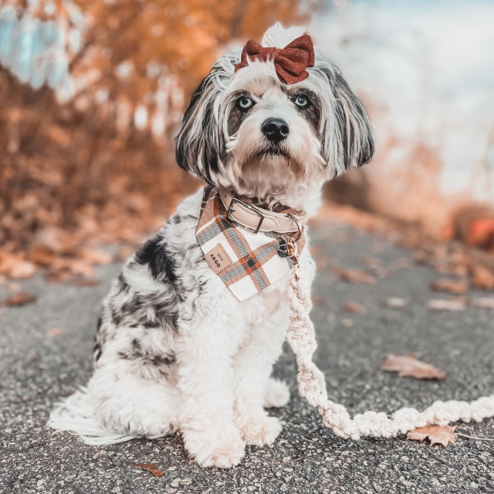 Adorable Australian Designer Pup