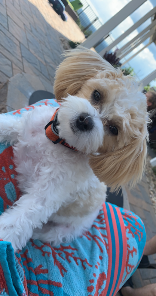 Adorable Maltese Poodle Poodle Mix Pup