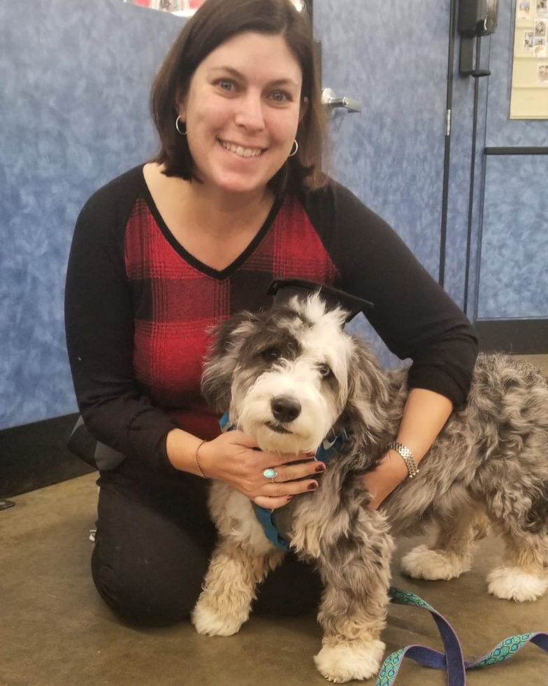 Cute Mini Bernedoodle Pup in Croton on Hudson NY