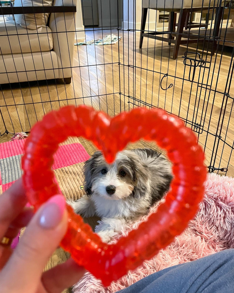 Friendly Mini Aussiedoodle Pup