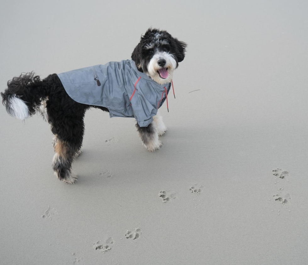 Cute Mini Bernedoodle Pup in El Cerrito CA