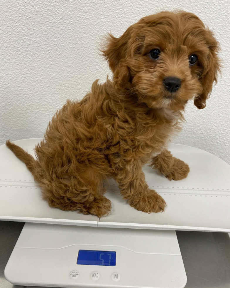 Sweet Cavapoo Pup