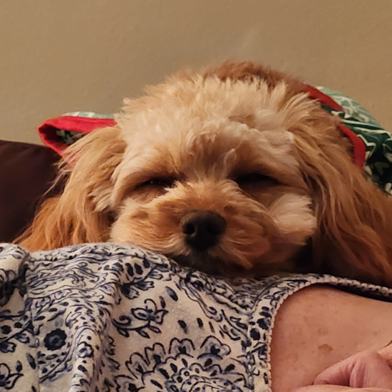 Cavapoo