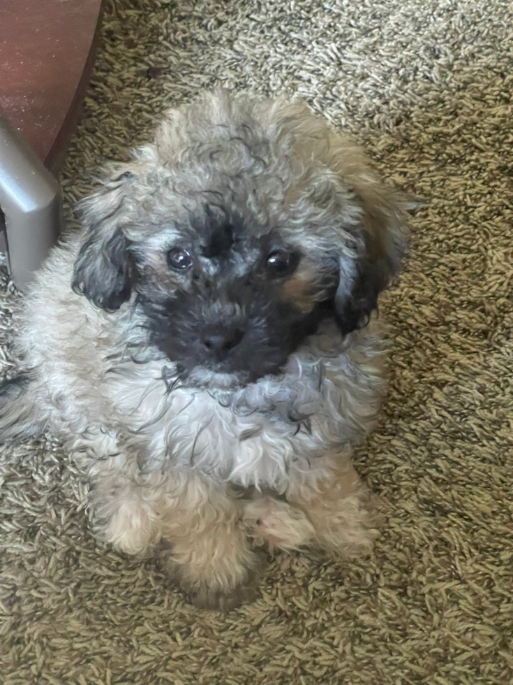 Adorable Bichpoo Poodle Mix Pup