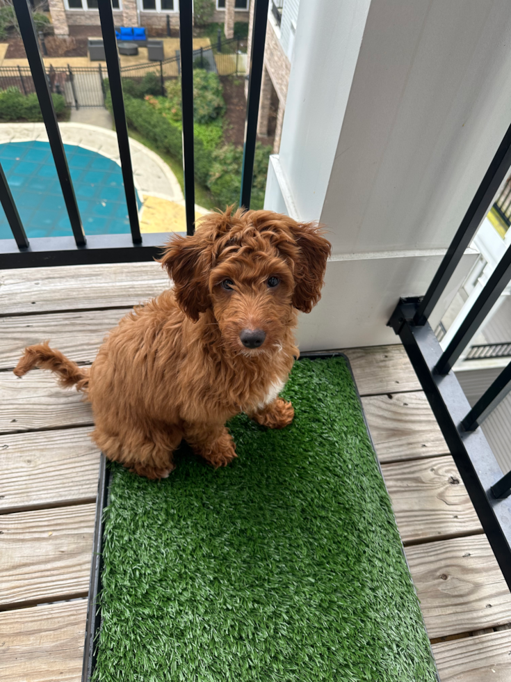 Mini Goldendoodle Being Cute