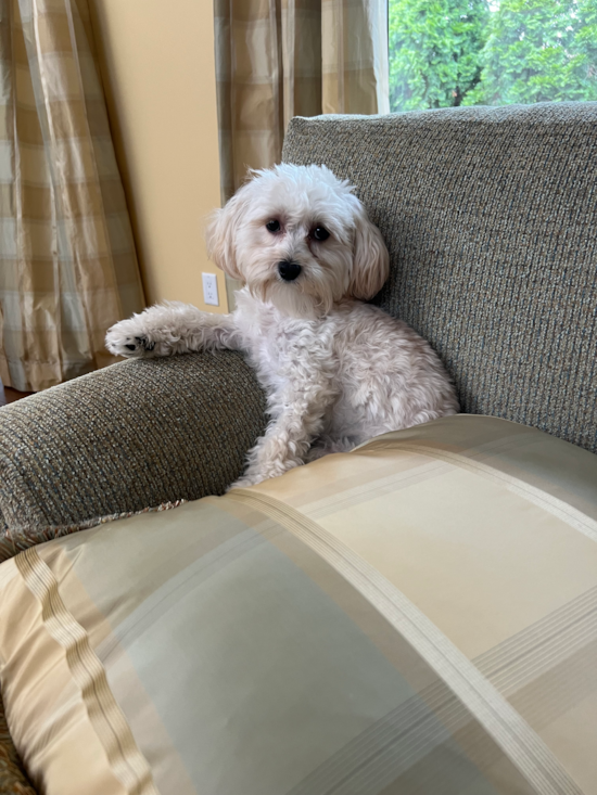 Small Maltipoo Pup in