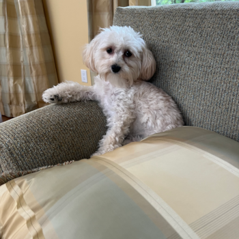 Small Maltipoo Pup in