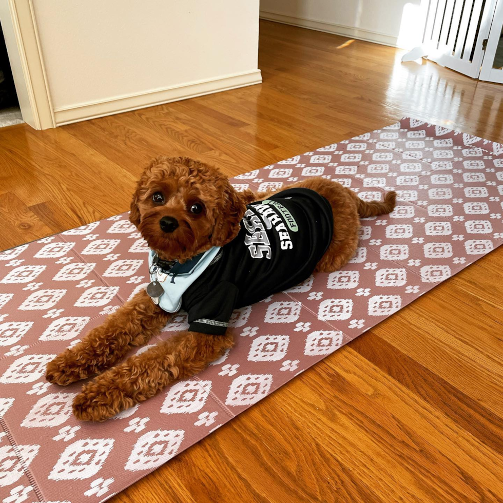 Sweet Cavapoo Pup