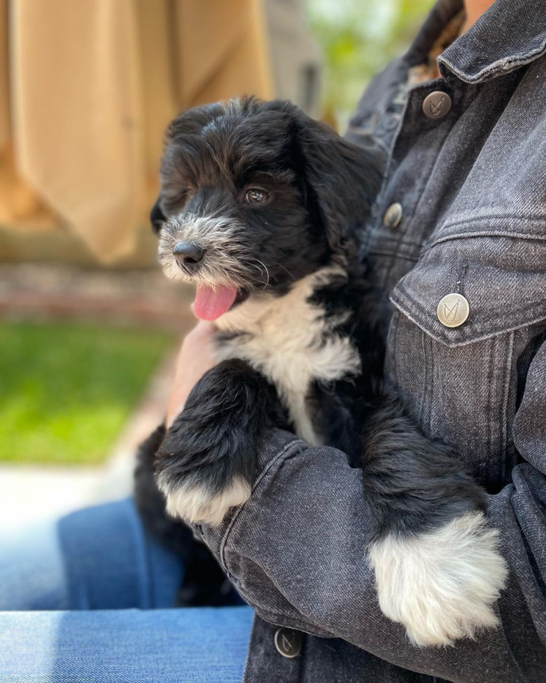 Cute Mini Sheepadoodle Pup in Costa Mesa CA