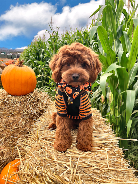 Cavapoo Pup