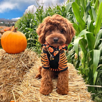 Cavapoo Pup