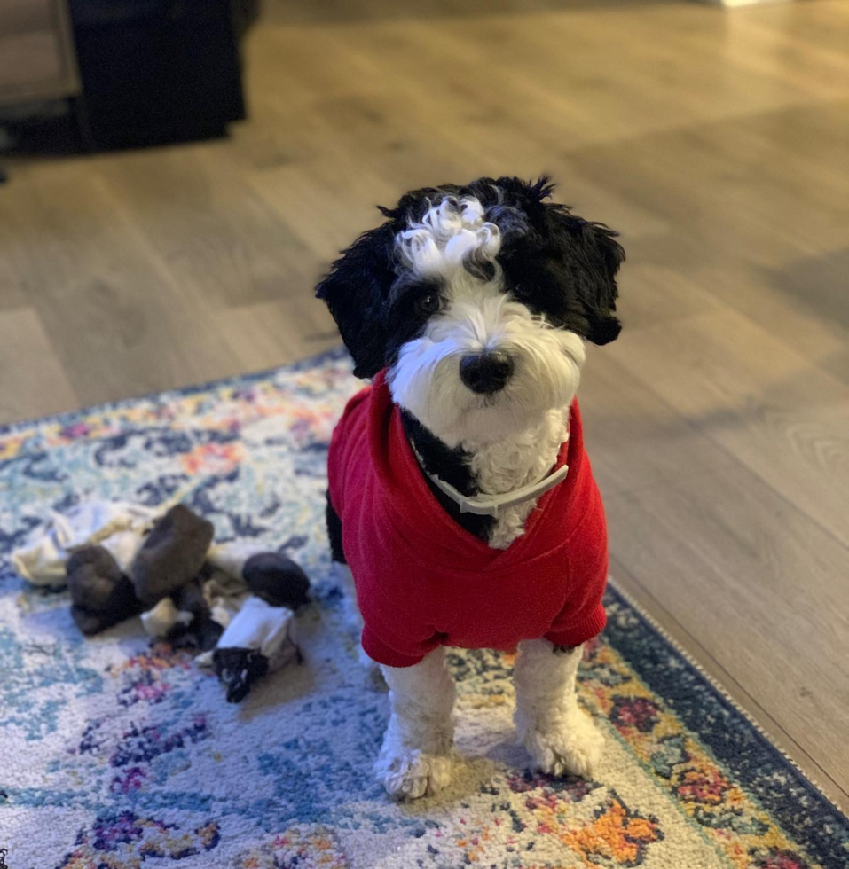 Funny Mini Sheepadoodle Poodle Mix Pup