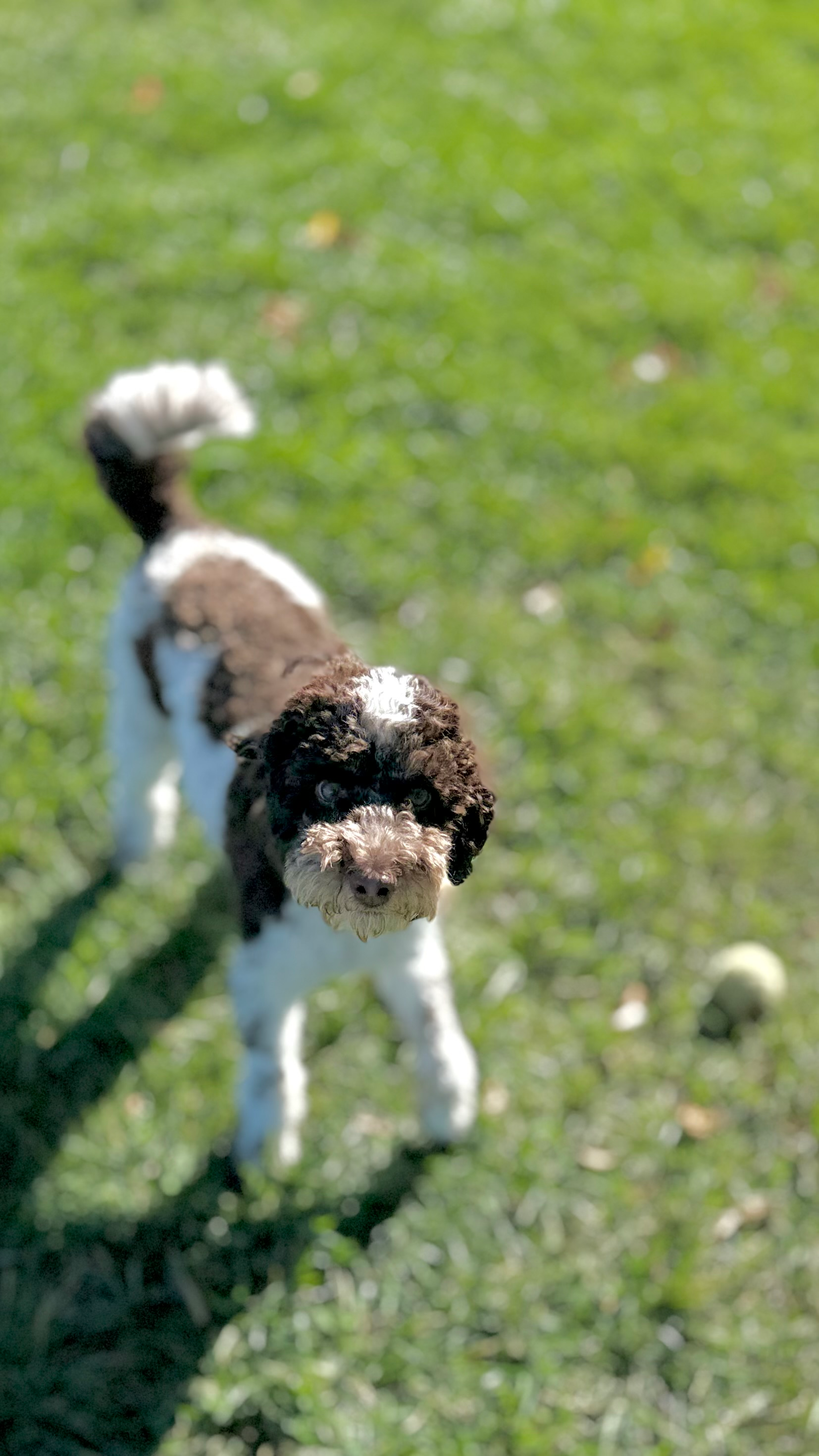 Photo Gallery: Beautiful Cockapoo Pictures - Premier Pups