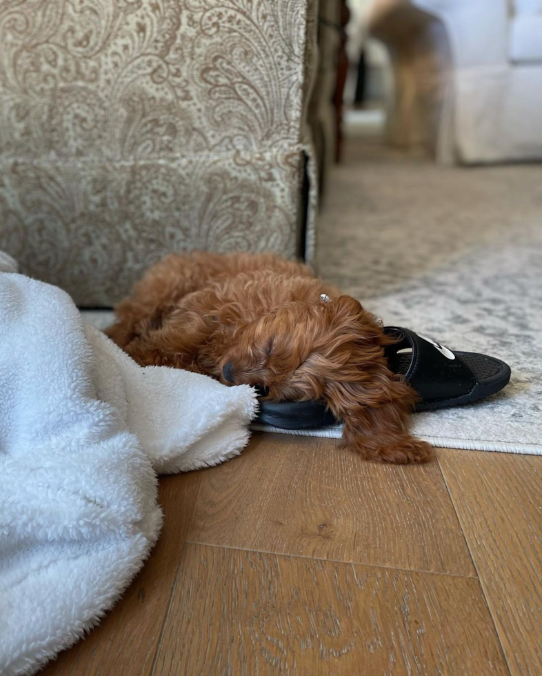 Cavapoo Being Cute