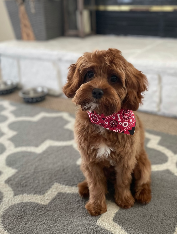 Happy Cavapoo Pup