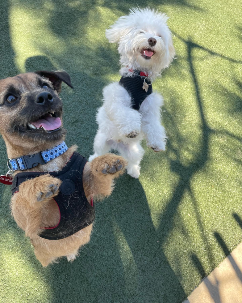 Adorable Maltepoo Poodle Mix Pup