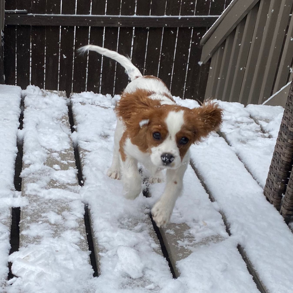 Playful Cavalier King Charles Spaniel Pup