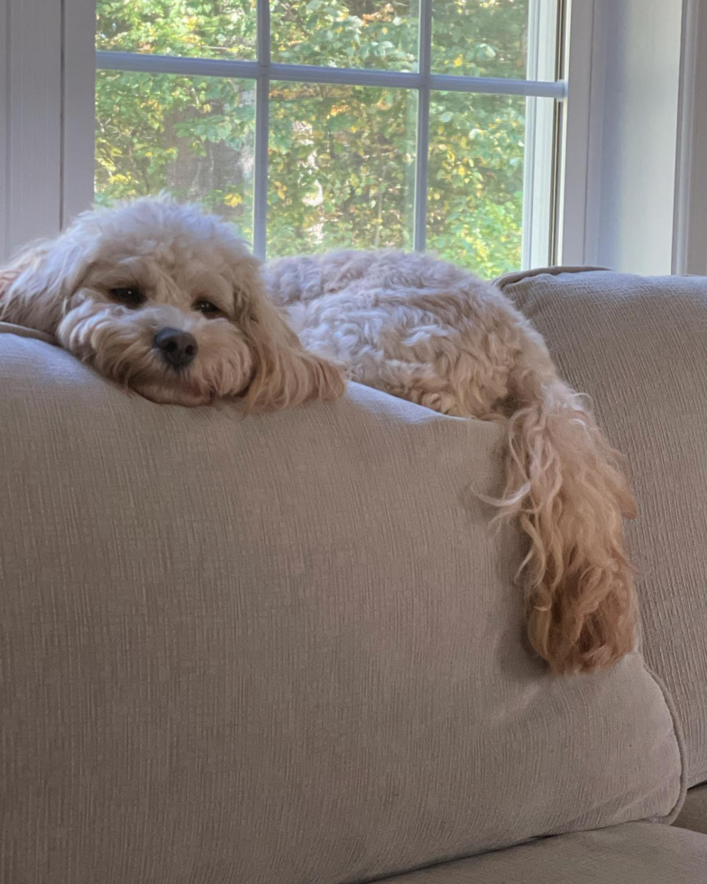 Cavapoo Being Cute