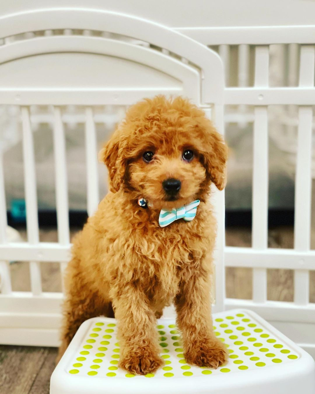 Smart Mini Goldendoodle Poodle Mix Pup