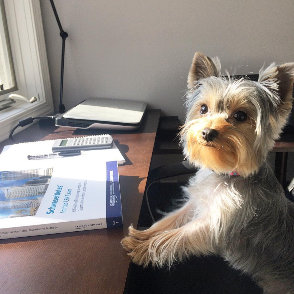 Small Yorkshire Terrier Pup