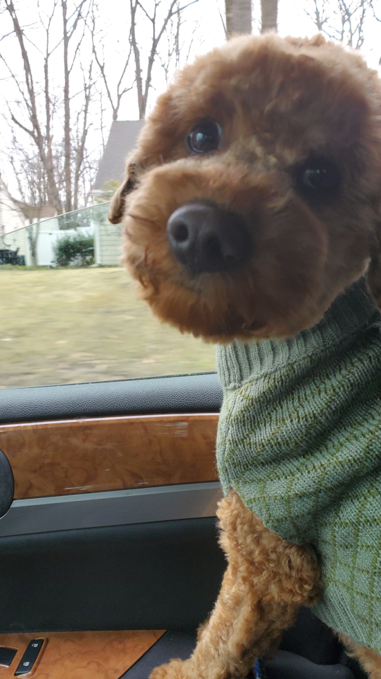 Mini Goldendoodle Being Cute