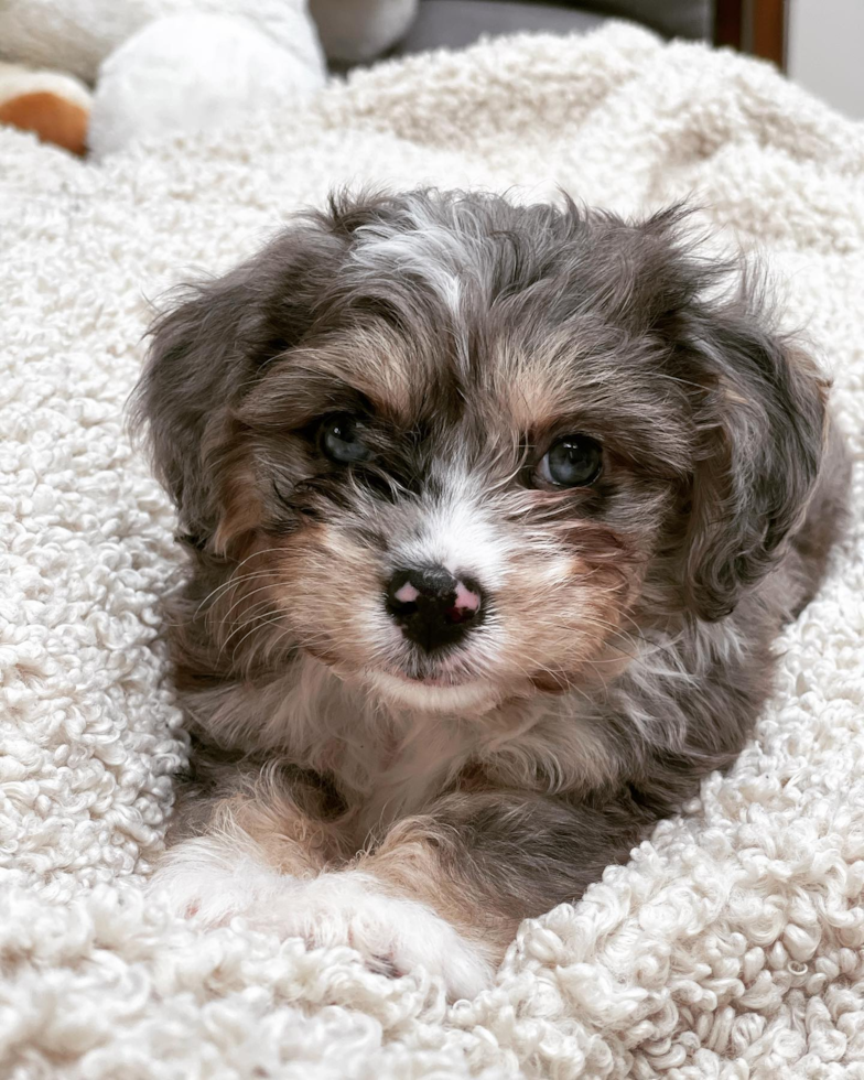 Friendly Aussiechon Pup in Pelham NY