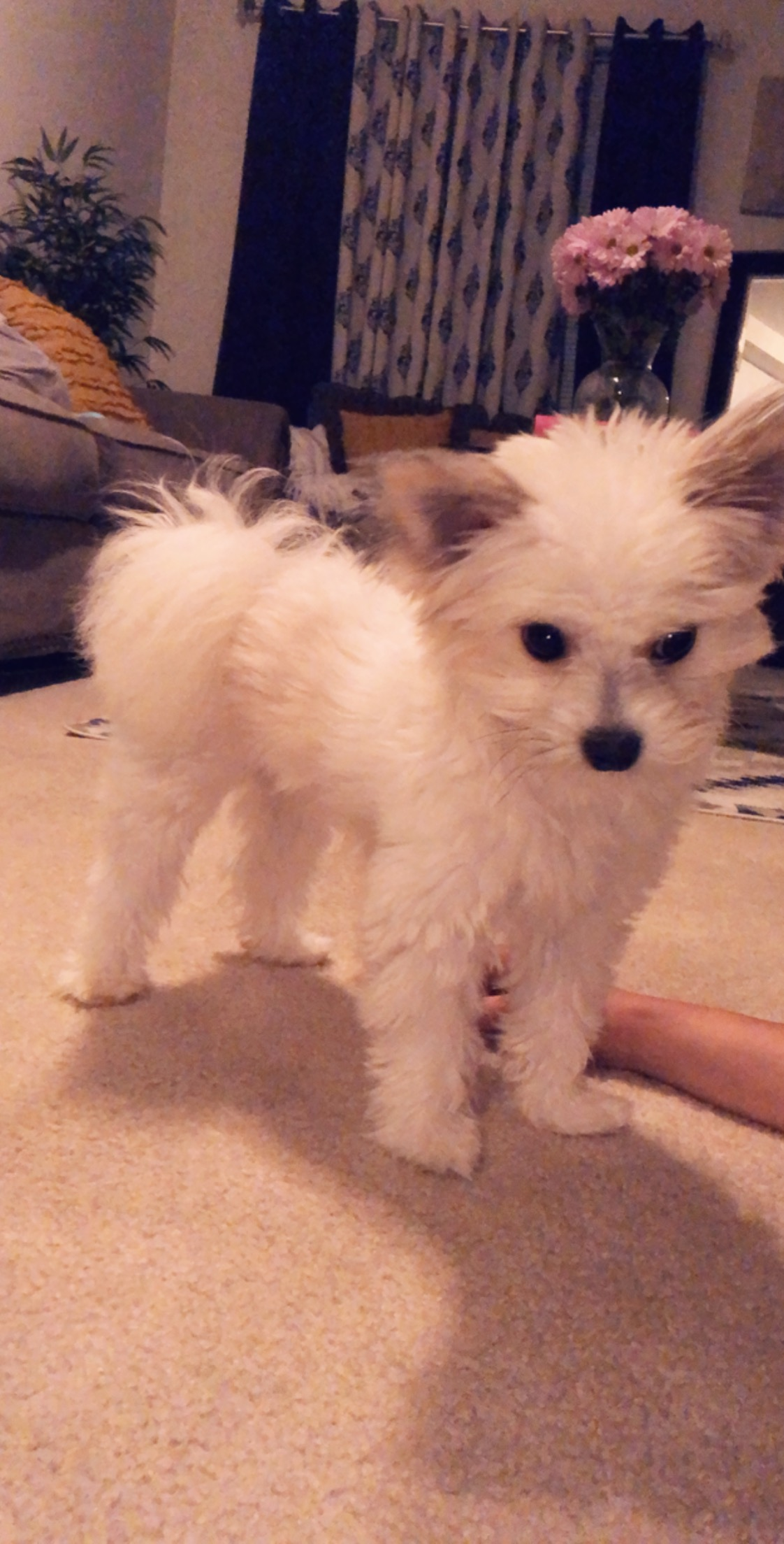 Maltipom Pup Being Cute
