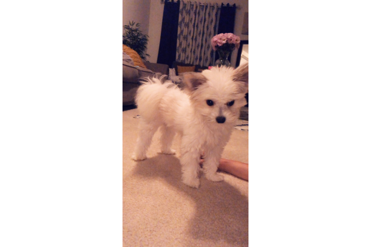 Maltipom Pup Being Cute