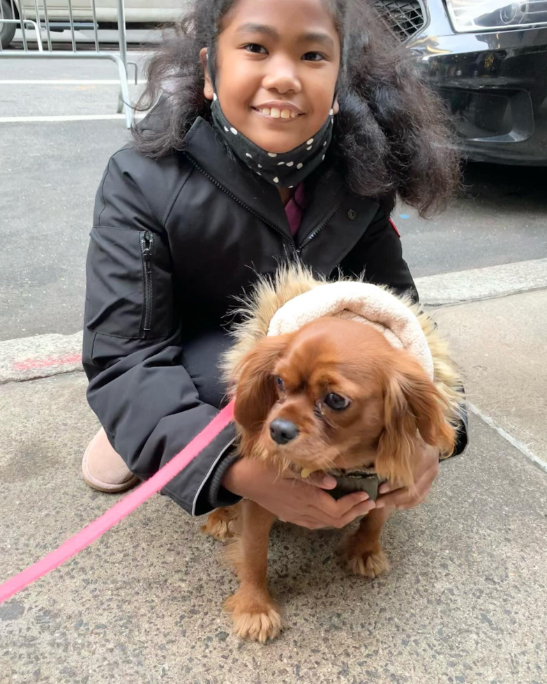 Energetic Cavalier King Charles Spaniel Purebred Pup