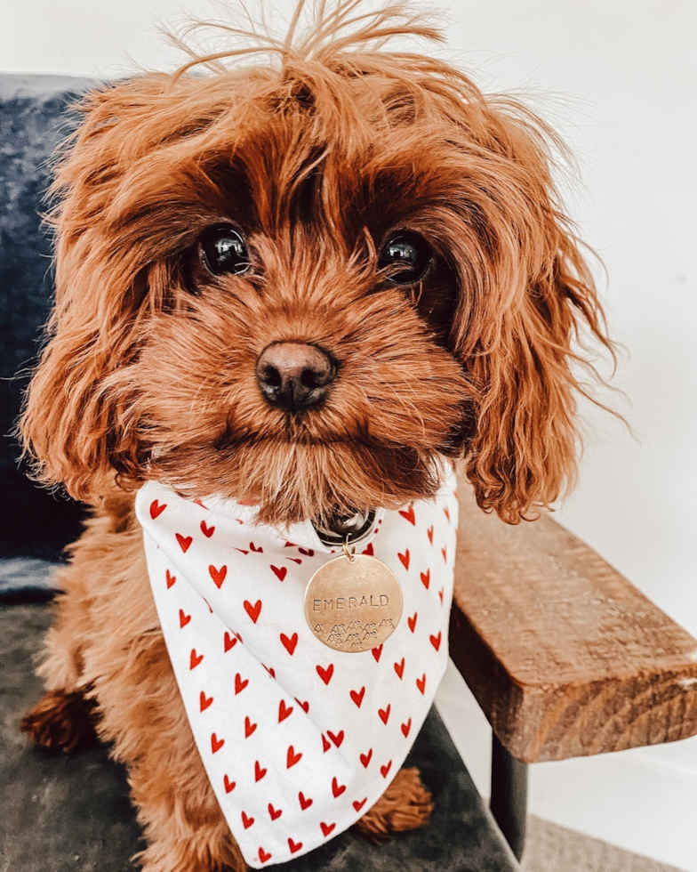 Ogden Cavapoo Pup