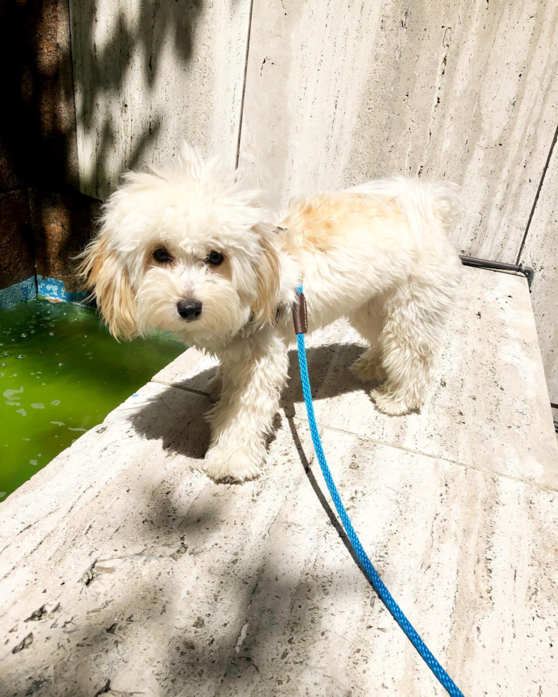 New York Maltipoo Pup